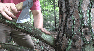 findingfatwood